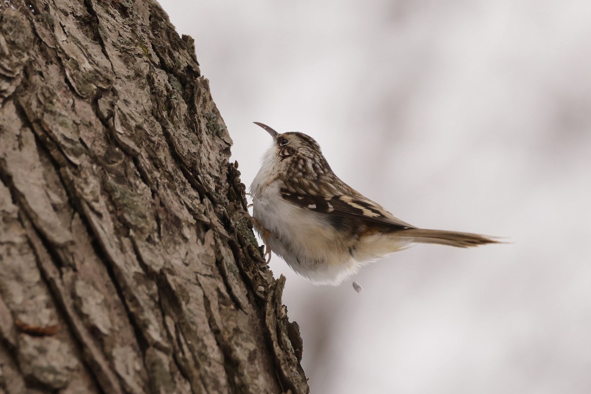 Brown Creeper - ML646404325