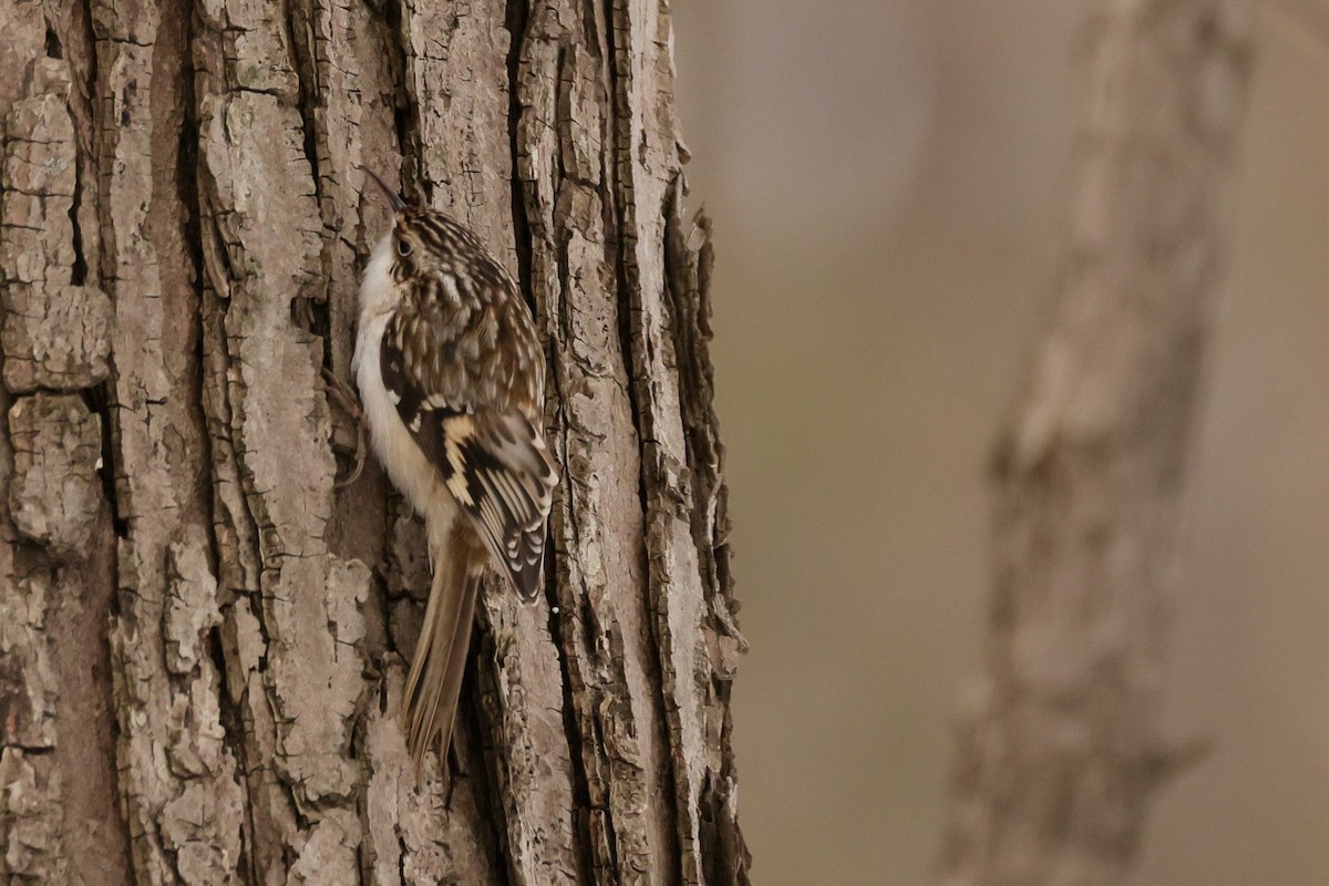 Brown Creeper - ML646404326