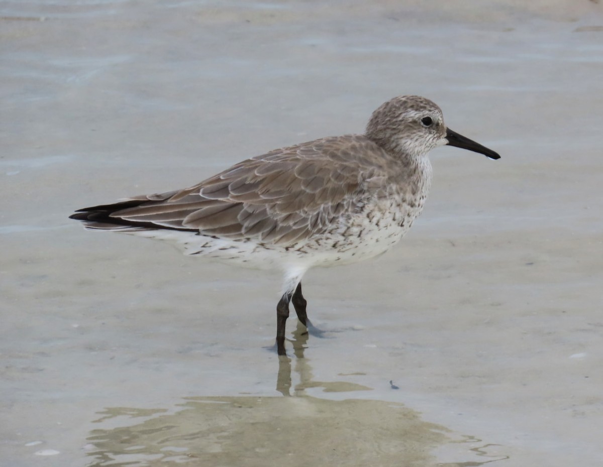 Шармаг элсэг - ML646404327