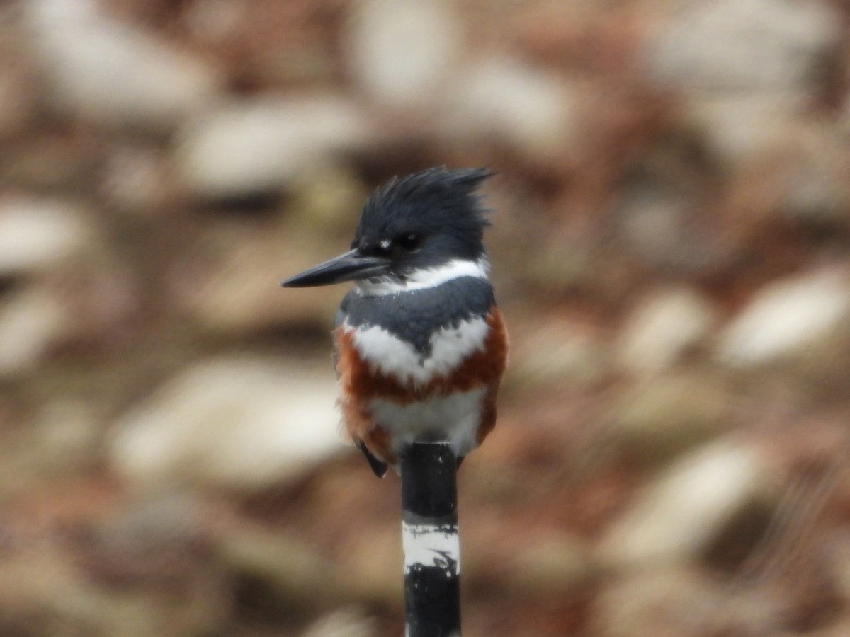 Belted Kingfisher - ML646404329