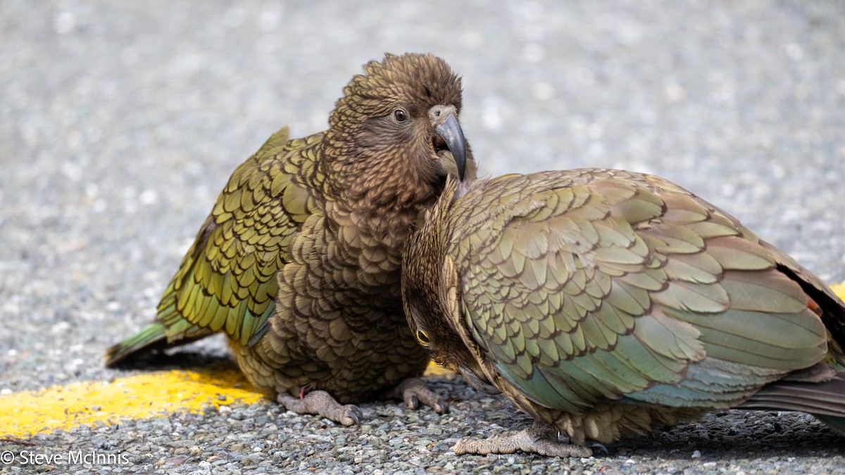 Kea - ML646404330