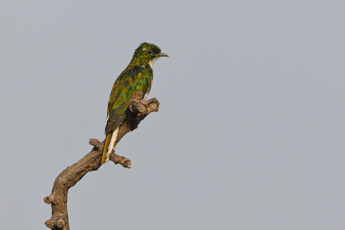 Klaas's Cuckoo - ML646404331