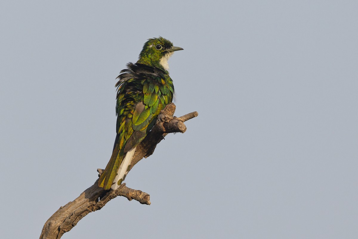 Klaas's Cuckoo - ML646404332