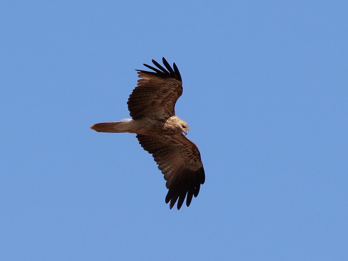 Whistling Kite - ML646404333