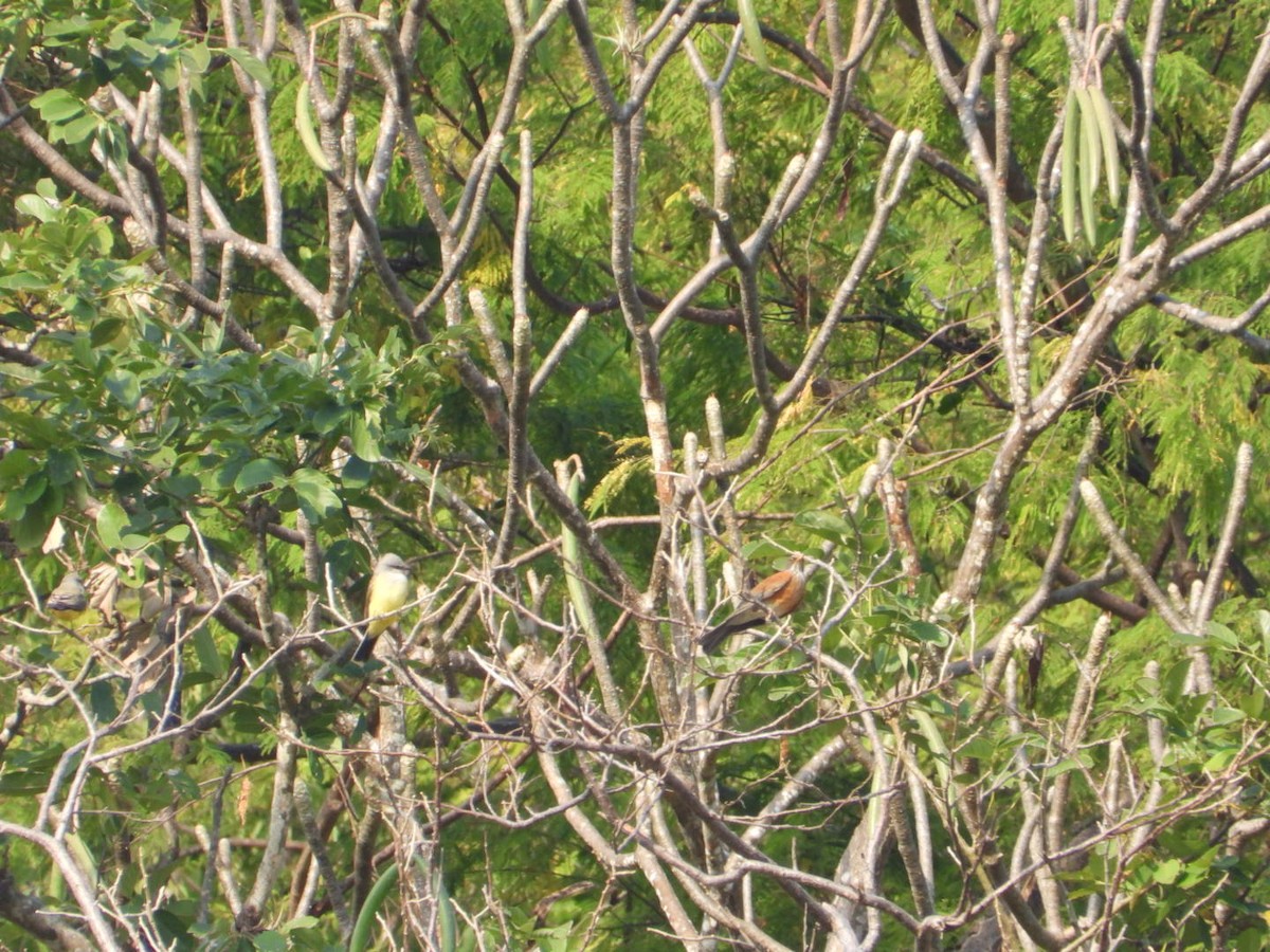 Rufous-backed Robin - ML646404334