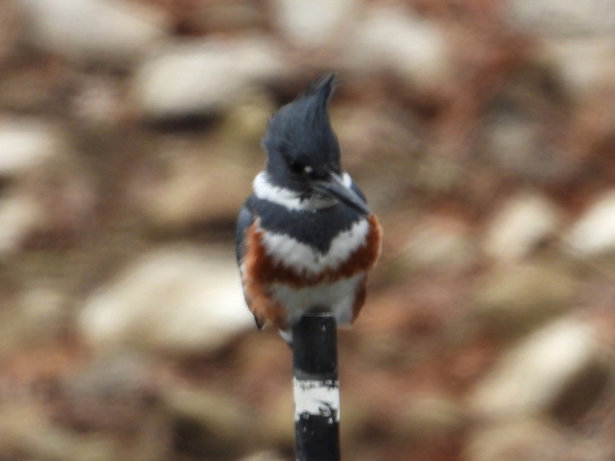 Belted Kingfisher - ML646404336