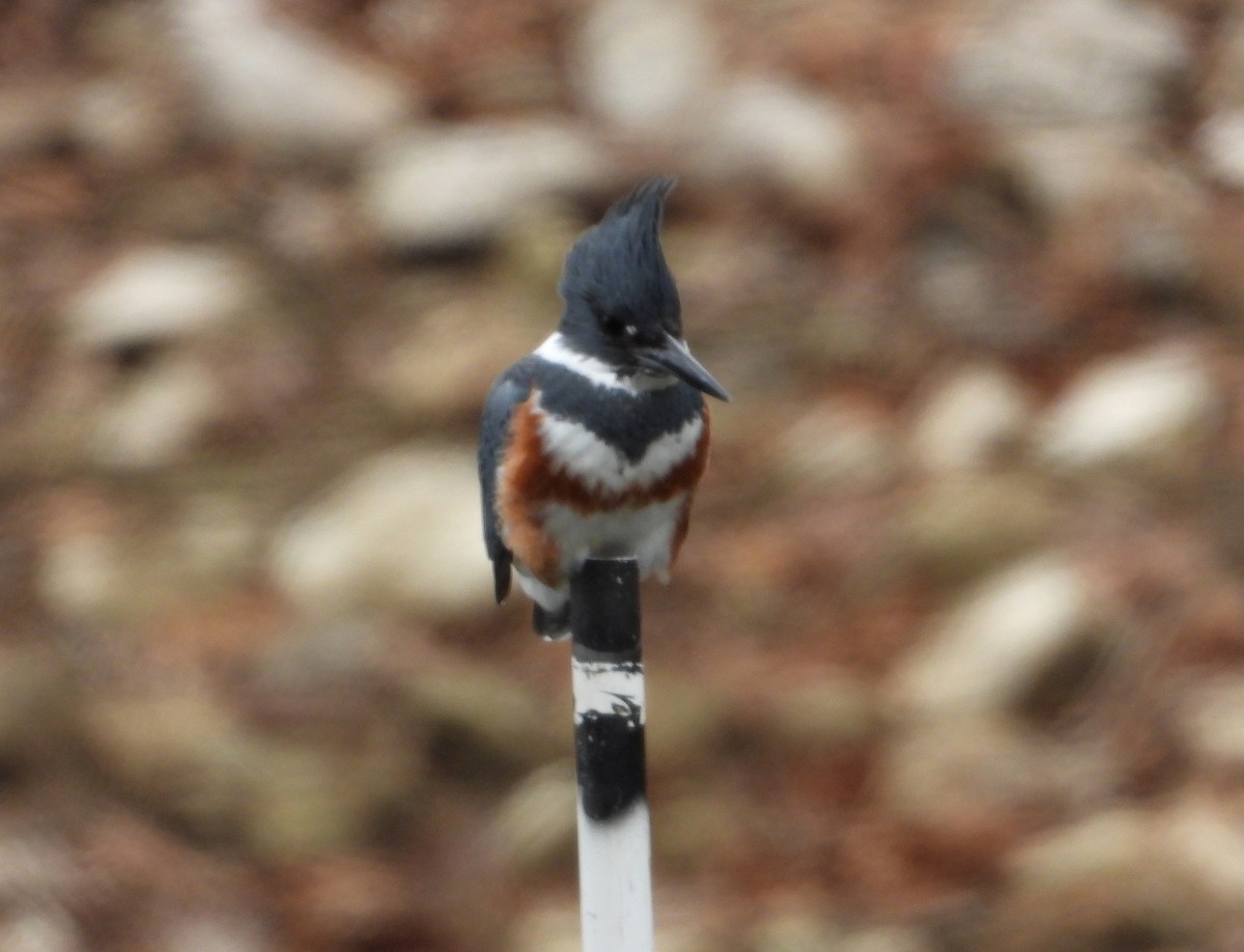 Belted Kingfisher - ML646404337