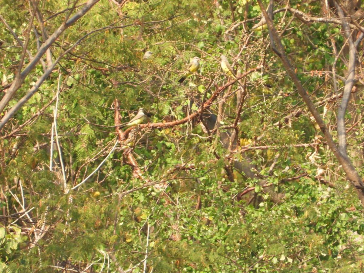 Western Kingbird - ML646404341