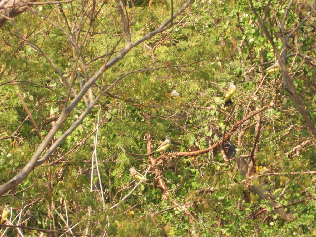 Western Kingbird - ML646404342