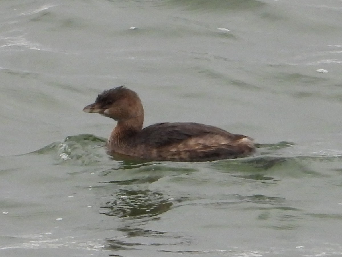 Pied-billed Grebe - ML646404343