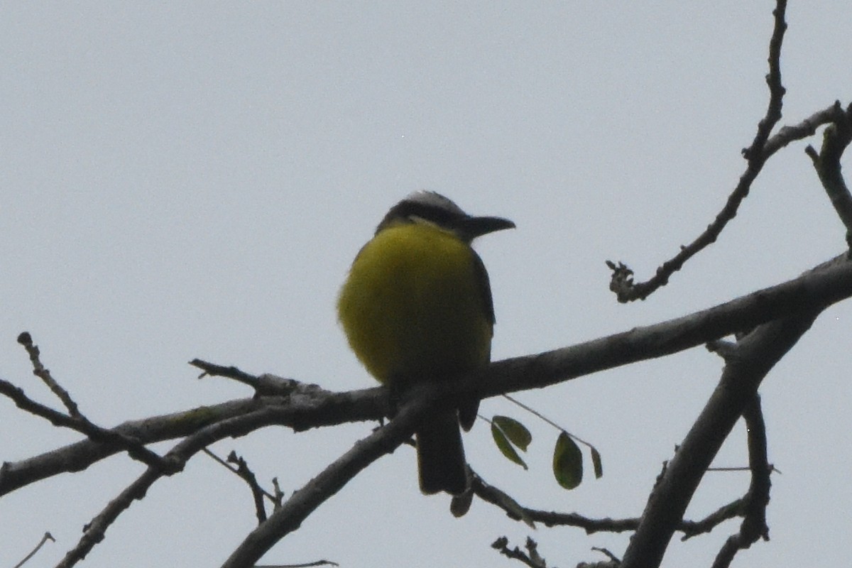 Boat-billed Flycatcher - ML646404344