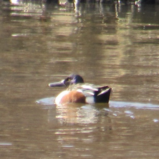 Northern Shoveler - ML646404346