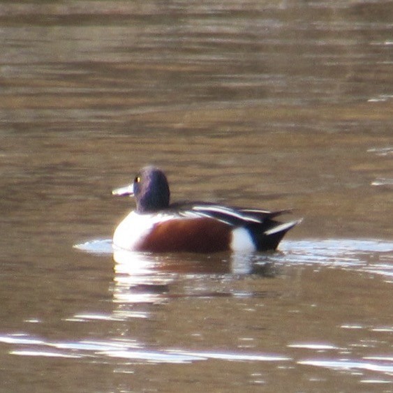 Northern Shoveler - ML646404347