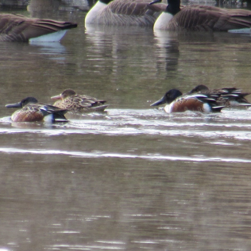 Northern Shoveler - ML646404348