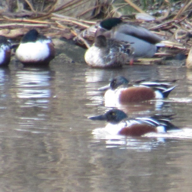 Northern Shoveler - ML646404349