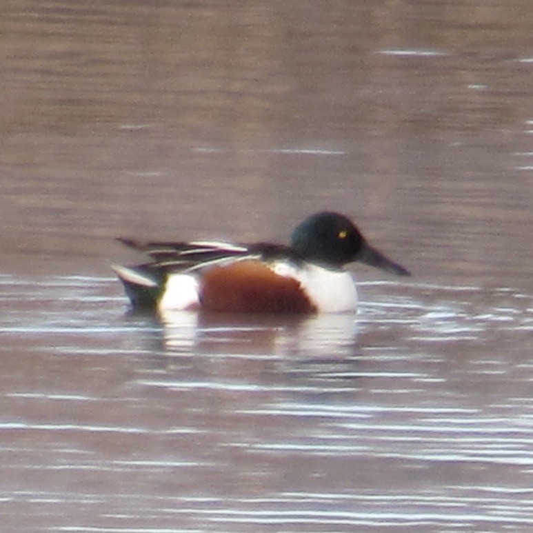 Northern Shoveler - ML646404350