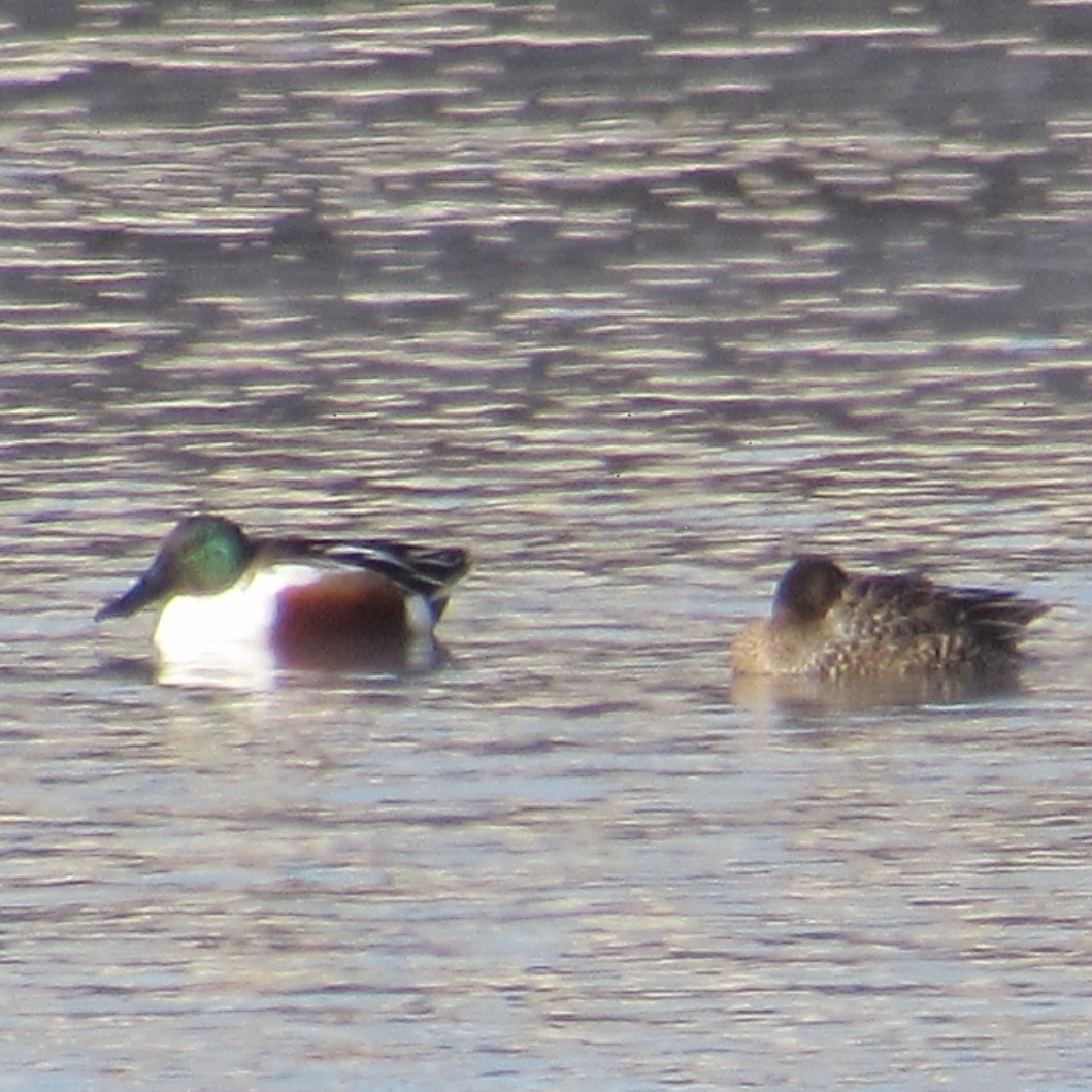 Northern Shoveler - ML646404351