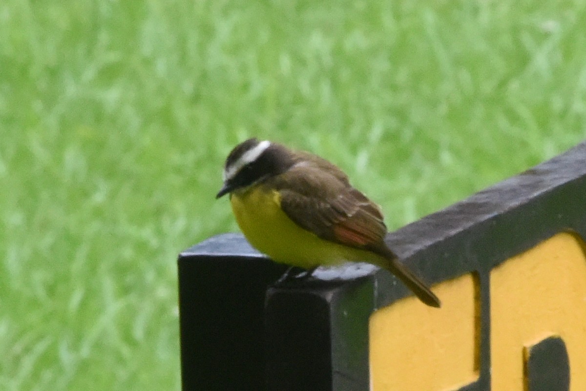 Rusty-margined Flycatcher - ML646404352