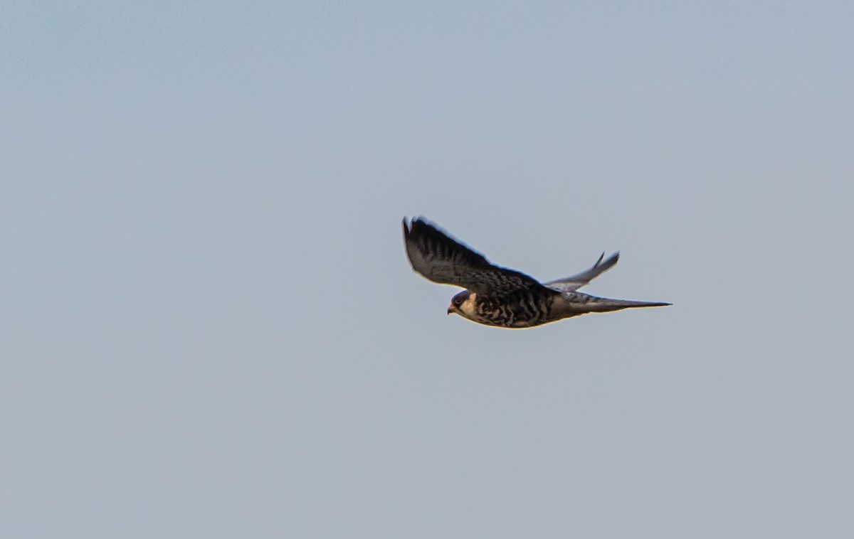 Amur Falcon - ML646404353