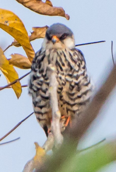 Amur Falcon - ML646404354