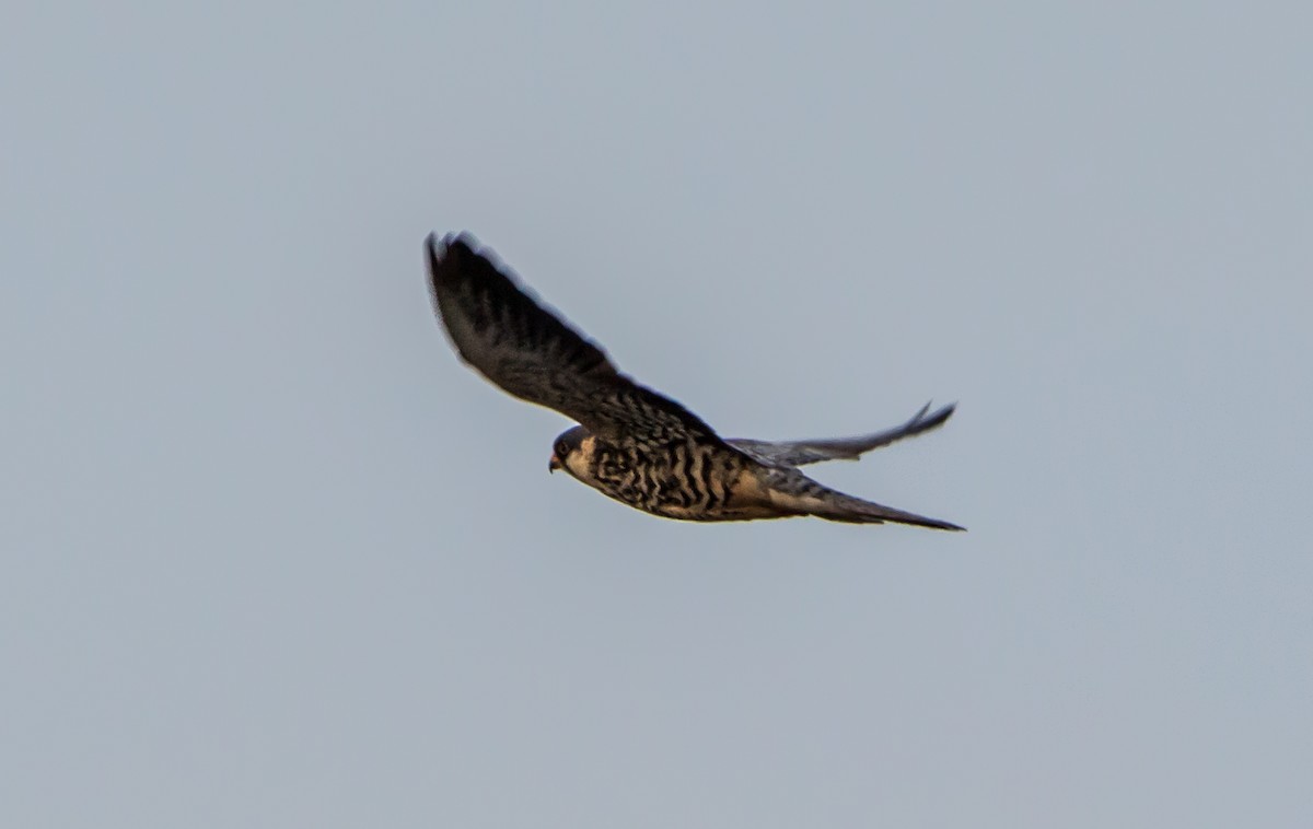 Amur Falcon - ML646404355