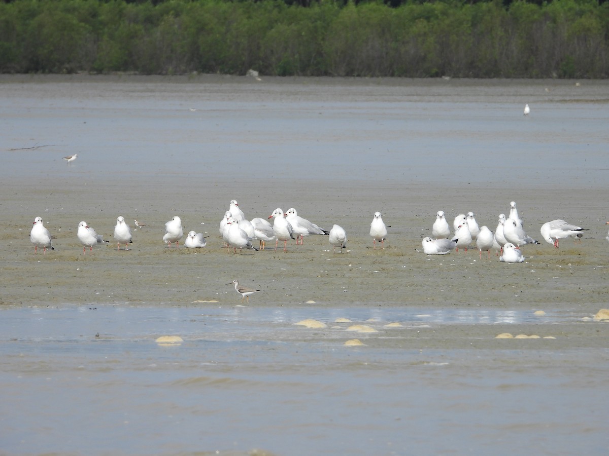 Brown-headed Gull - ML646404356
