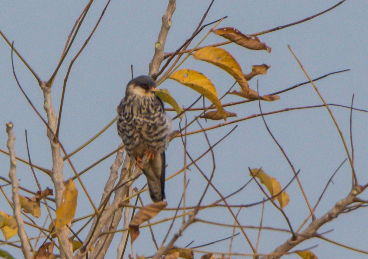 Amur Falcon - ML646404357