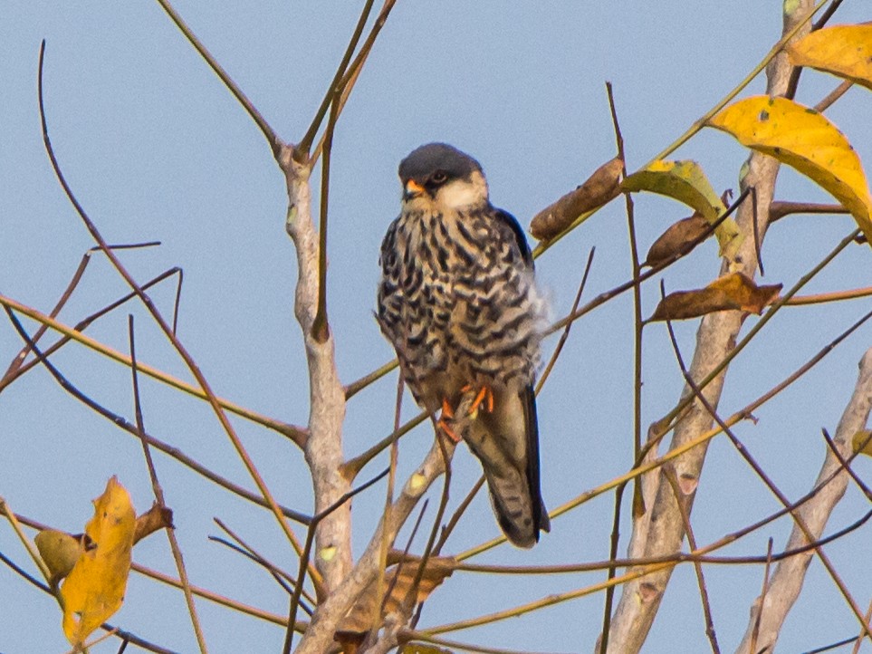Amur Falcon - ML646404358