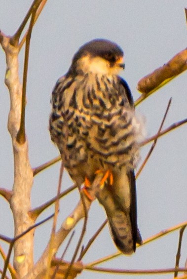 Amur Falcon - ML646404359