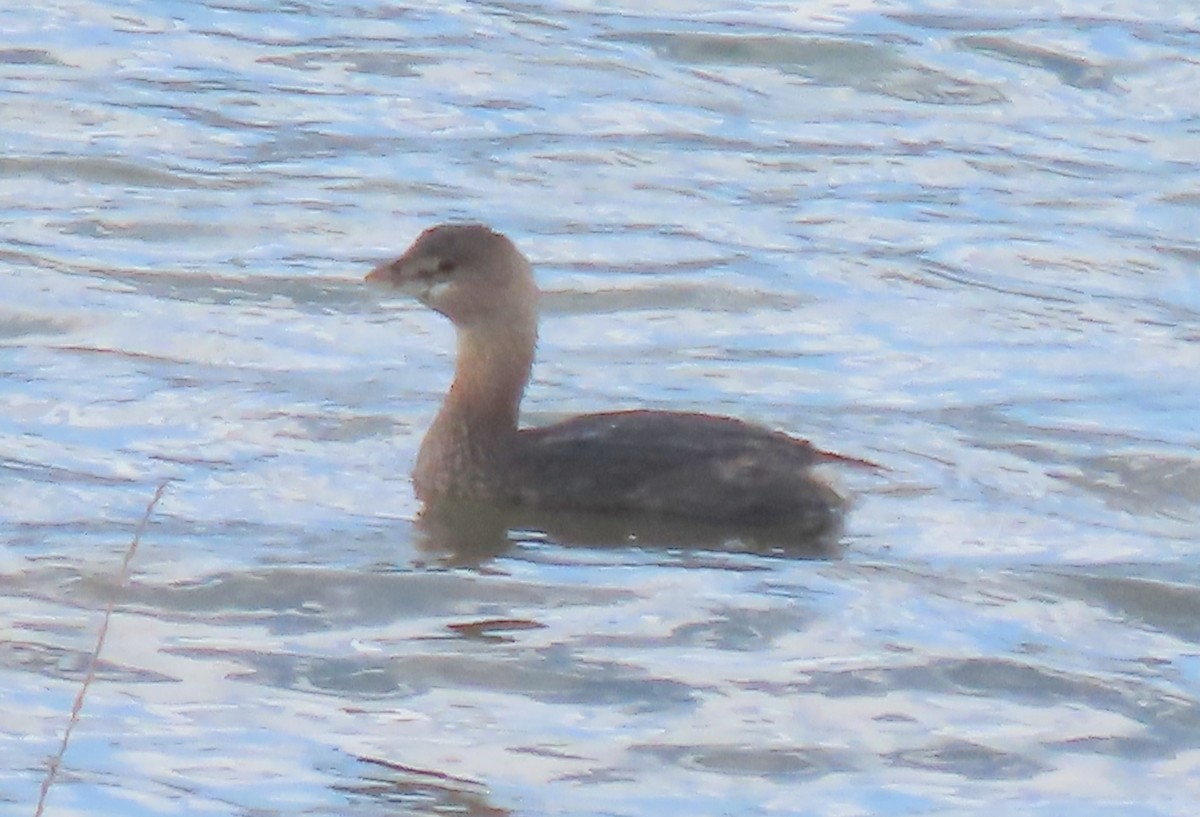 potápka americká - ML646404361