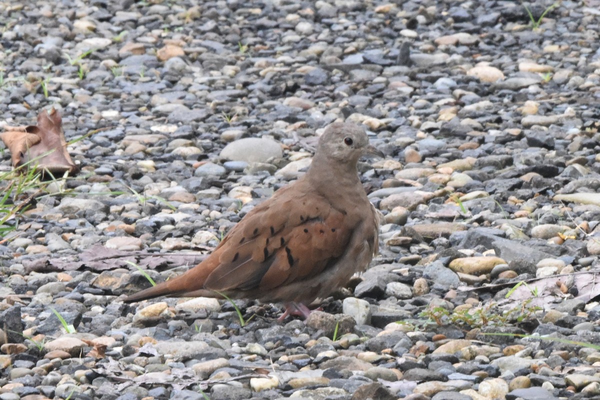 Ruddy Ground Dove - ML646404363