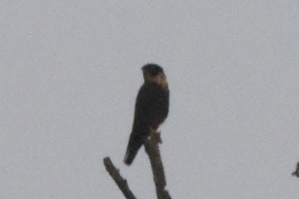 Bat Falcon - ML646404365