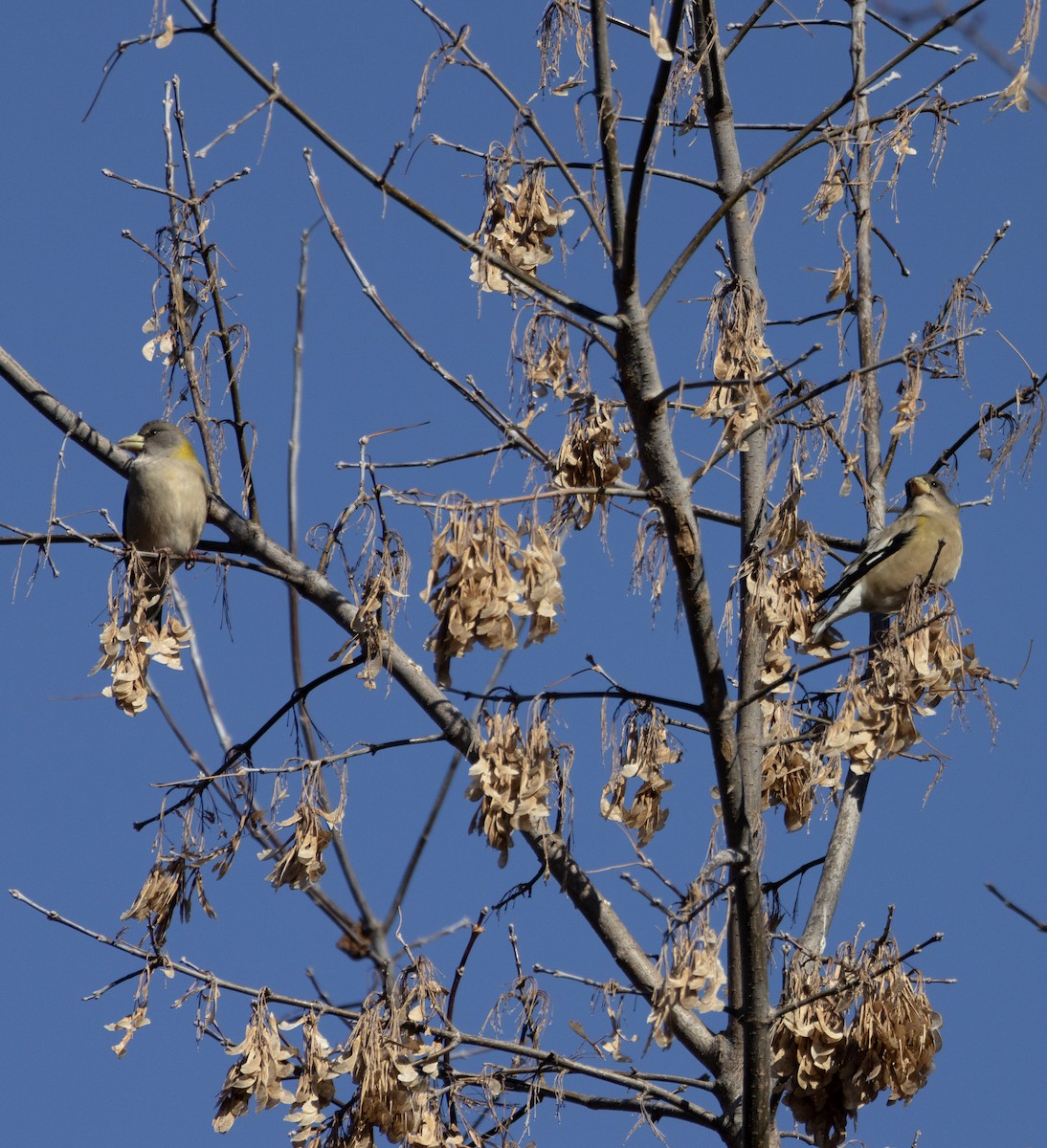 Evening Grosbeak - ML646404366