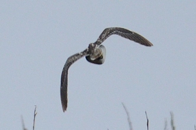 Wilson's Snipe - ML646404369