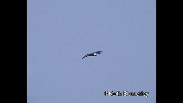 Asian Woolly-necked Stork - ML646404370