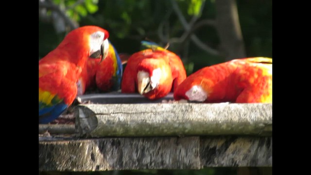 Scarlet Macaw - ML646404371