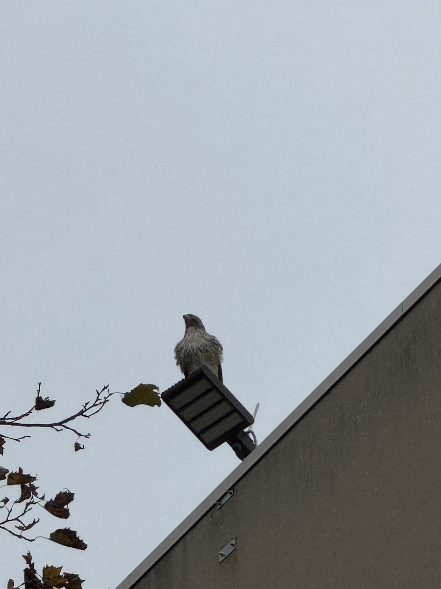 Red-tailed Hawk - ML646404373