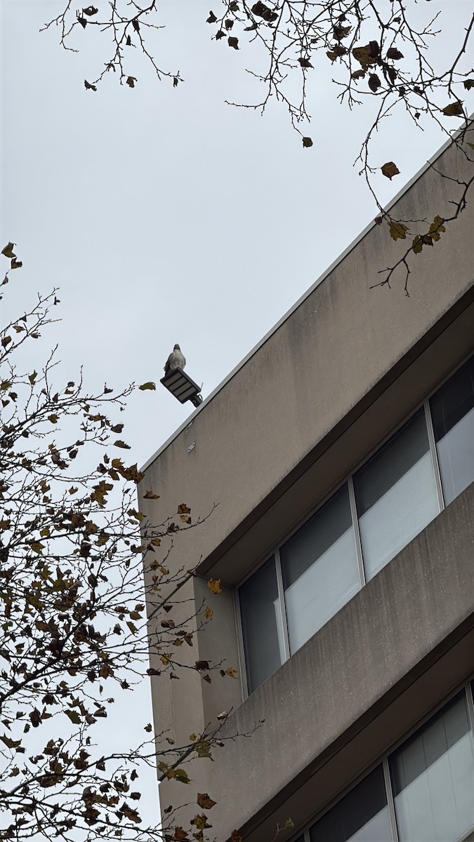 Red-tailed Hawk - ML646404374