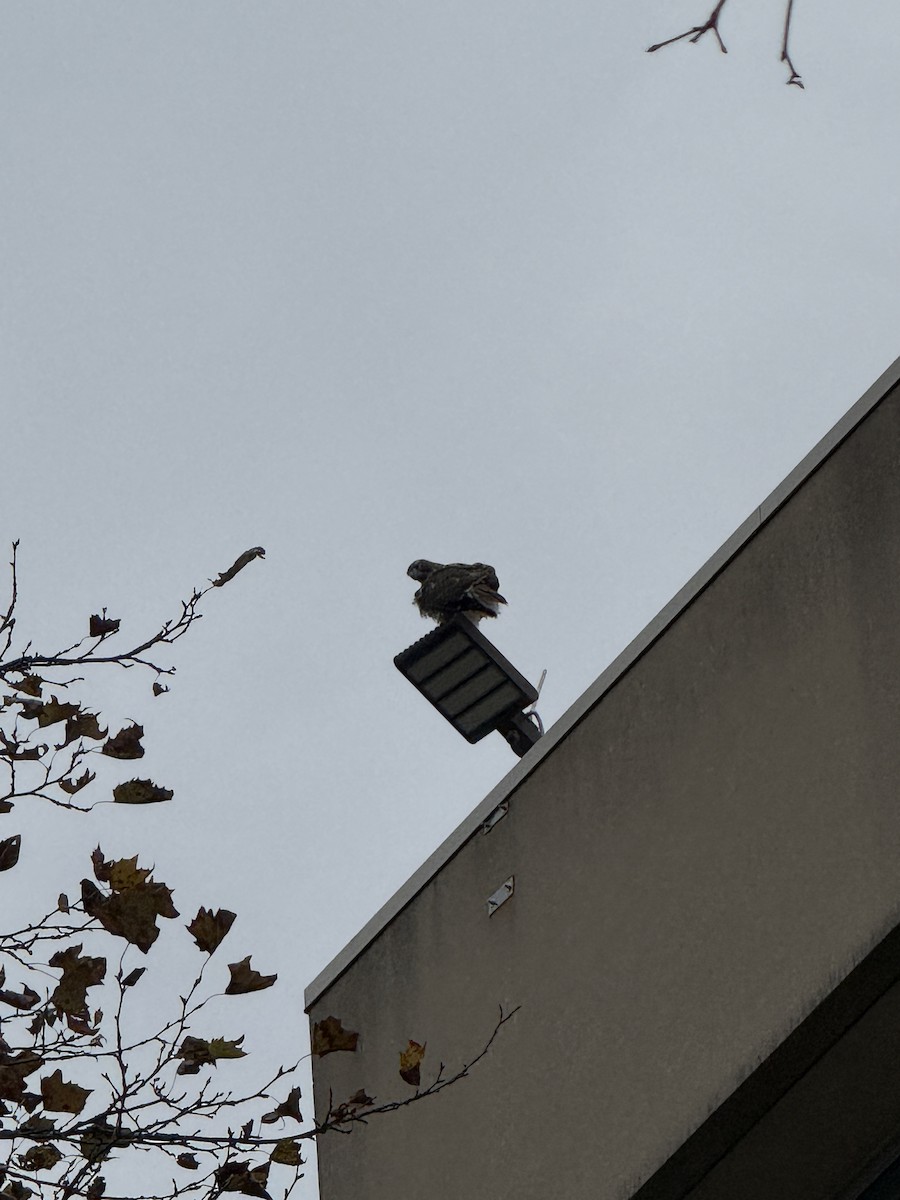 Red-tailed Hawk - ML646404375