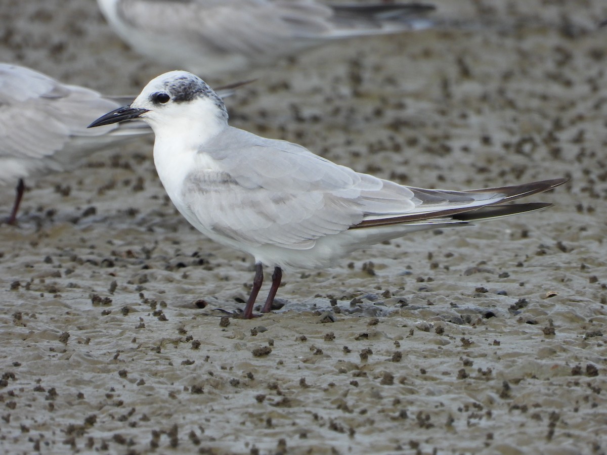 Whiskered Tern - ML646404376