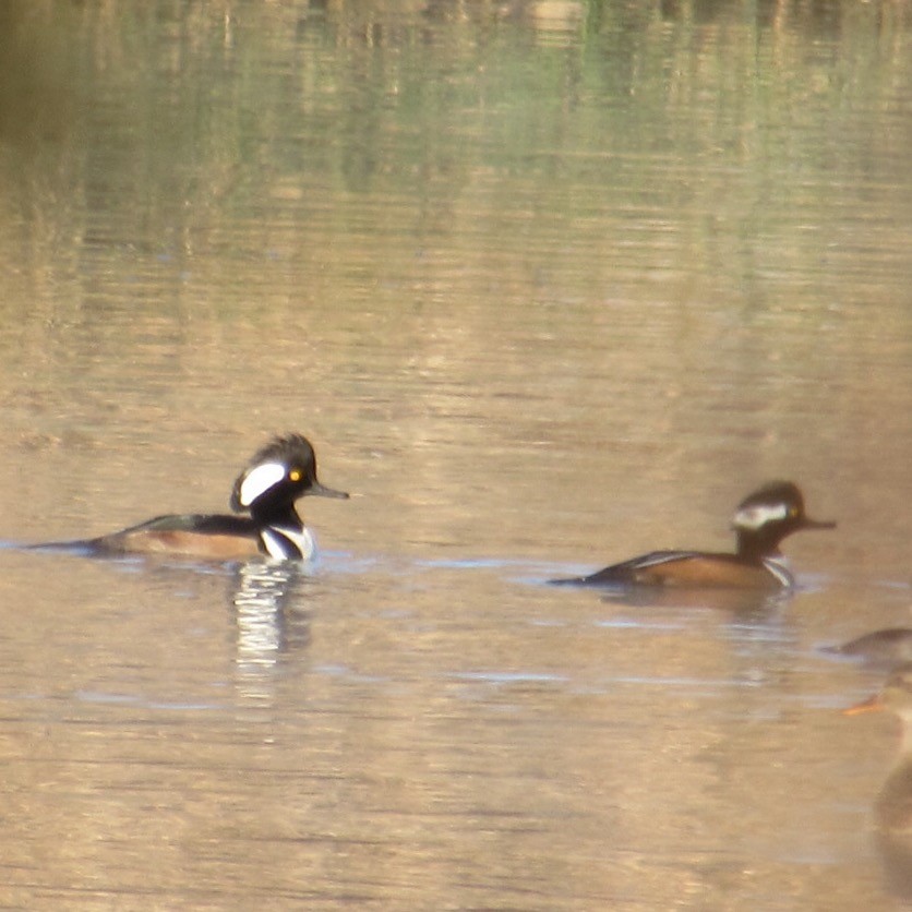 Hooded Merganser - ML646404378