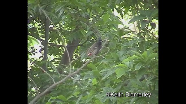 Red-vented Bulbul - ML646404379