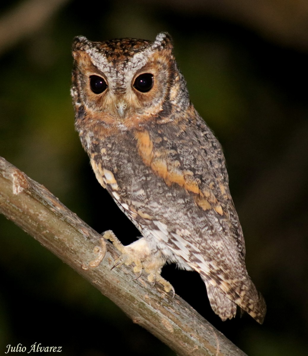 Сосновая совка - ML646404382