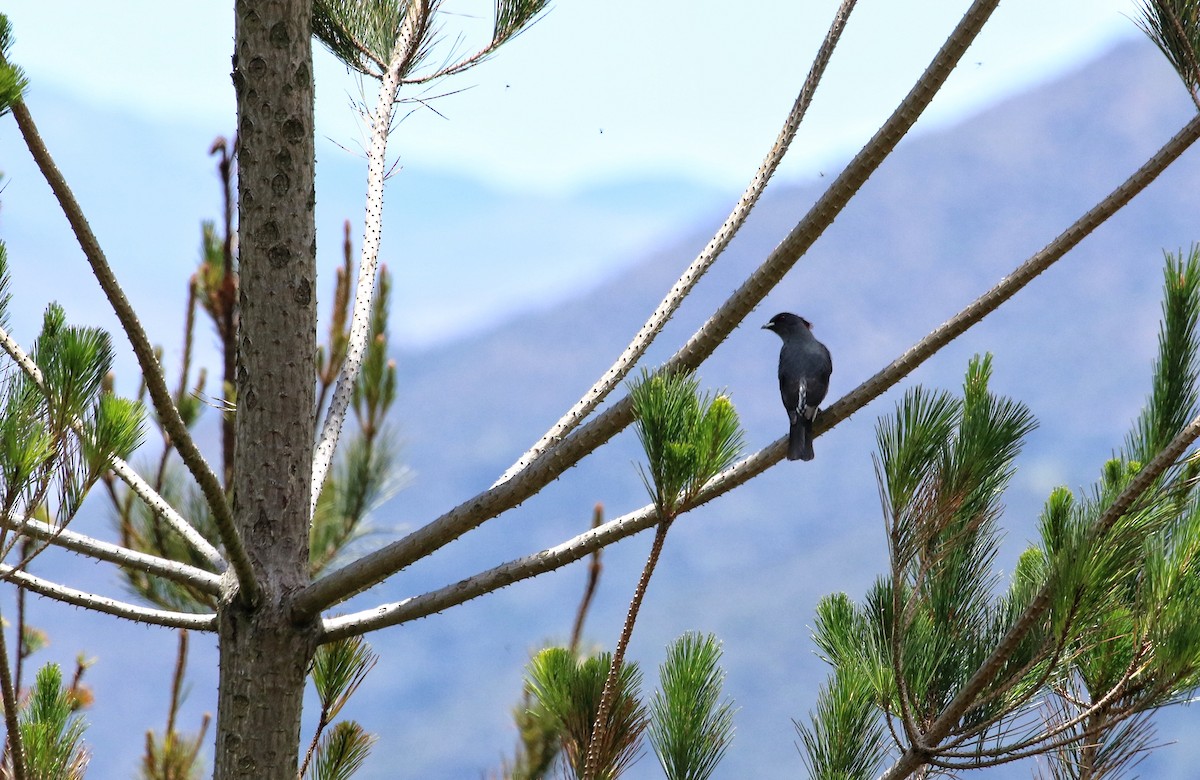 Red-crested Cotinga - ML646404383
