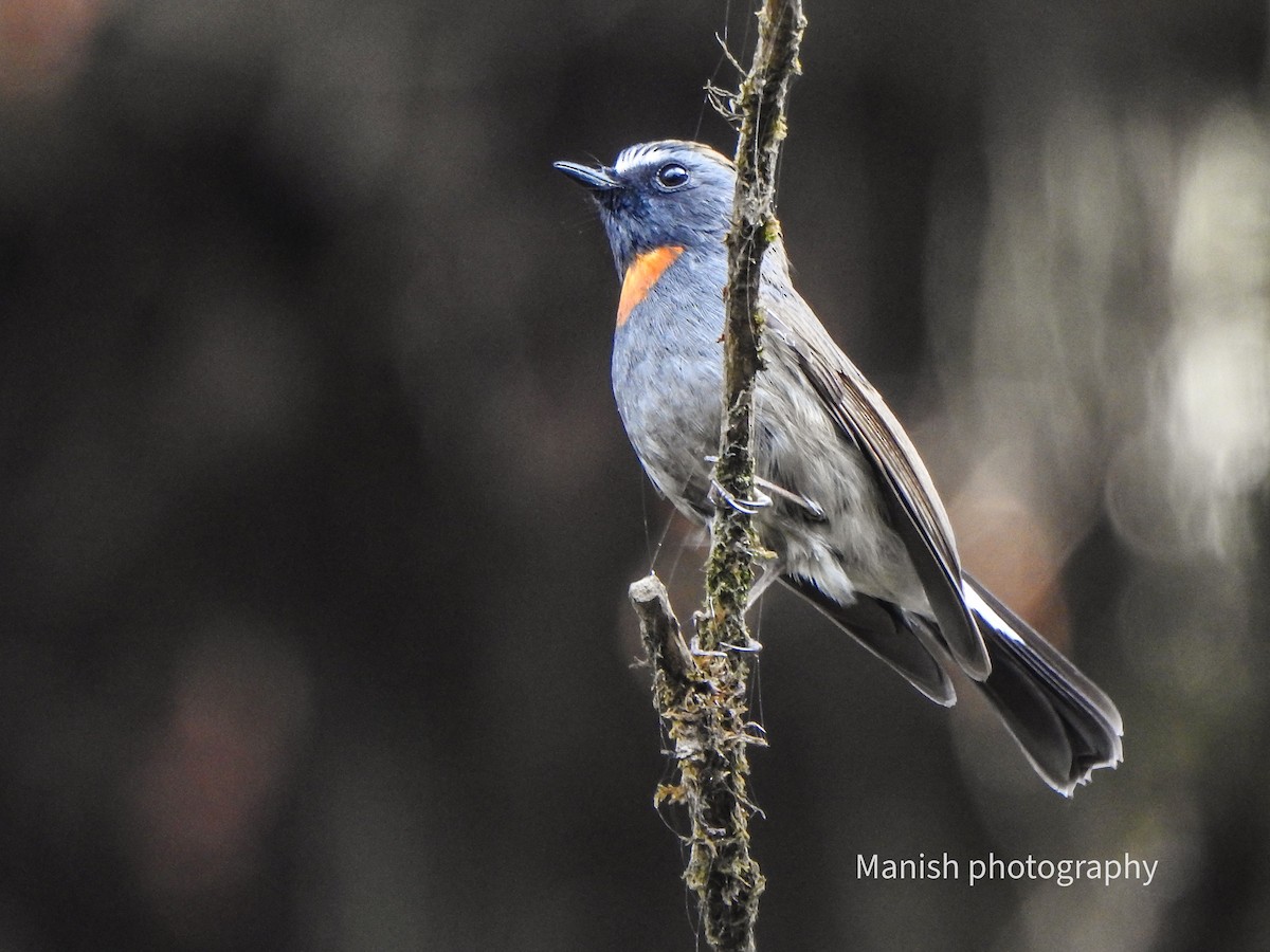 Gobemouche à bavette orange - ML646404385