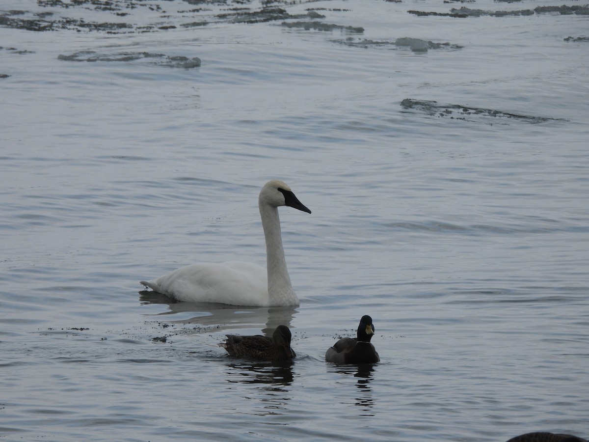 labuť trubač - ML646404390