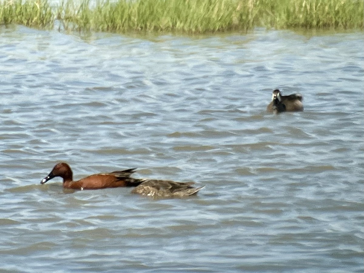 Sarcelle à ailes bleues - ML646404391