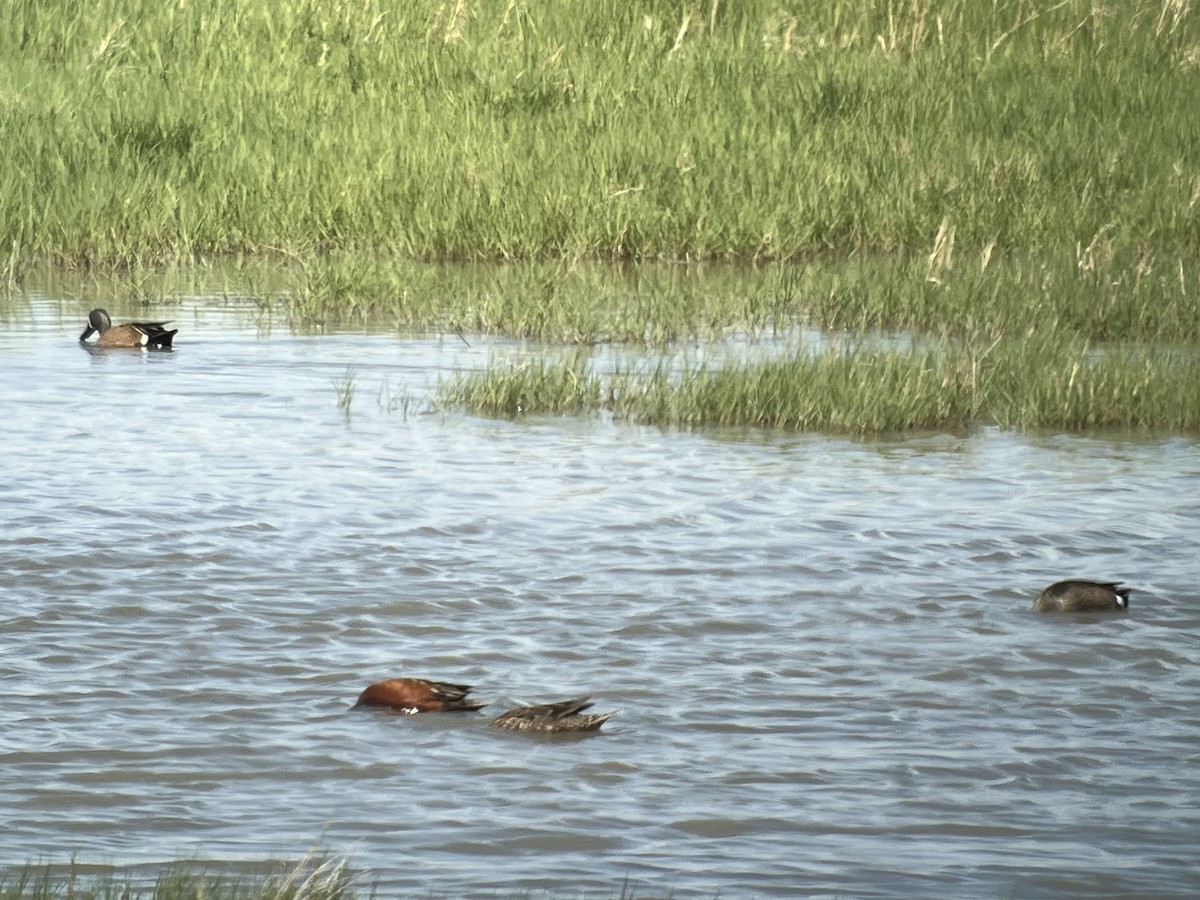 Sarcelle à ailes bleues - ML646404392