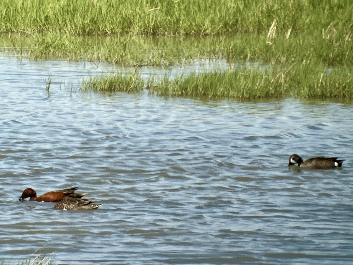 Sarcelle à ailes bleues - ML646404393