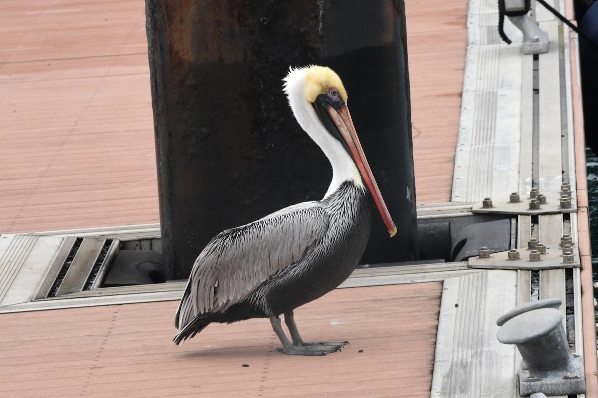 Brown Pelican - ML646404399